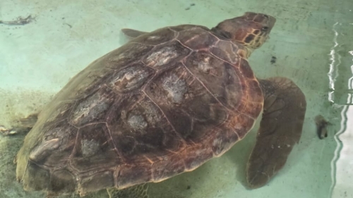 Marine Litter MED PLUS