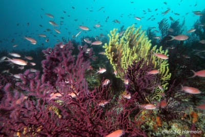 Le Plan d’action pour le coralligène et autres bio-concrétions calcaires