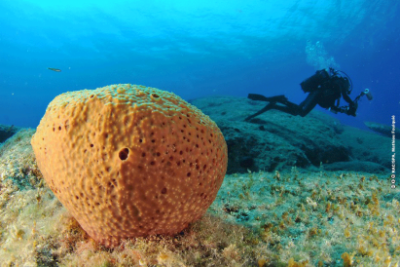 CORMON meeting on biodiversity monitoring in the Mediterranean