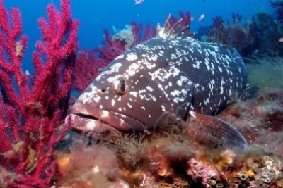 The Arabic version of the Booklet "The Science of Marine Protected Areas" is finally available!