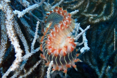 Vers une meilleure conservation des habitats marins au Maroc