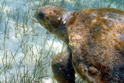 Marine Turtles project