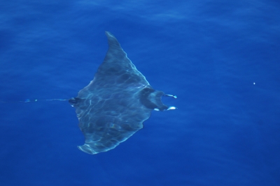 Action Plan on Cartilaginous Fishes