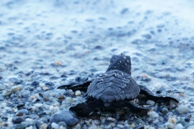 Plan d’action pour les tortues marines