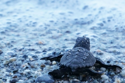 Action Plan on Marine Turtles 