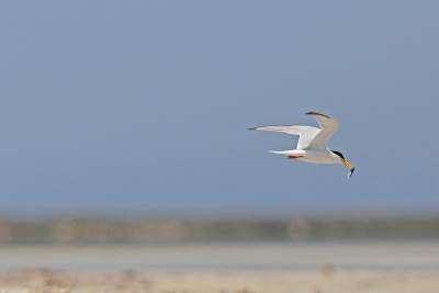 Action Plan on marine and coastal birds