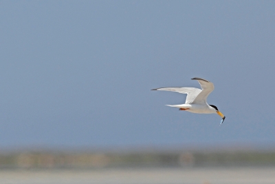 Plan d’action pour les oiseaux marins et côtiers