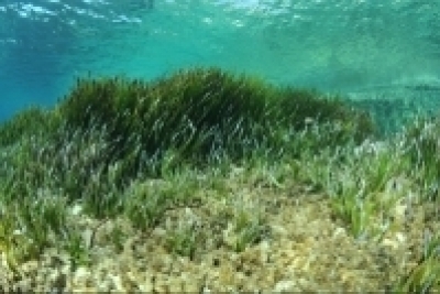 Action Plan on marine vegetation