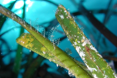 MedPosidonia