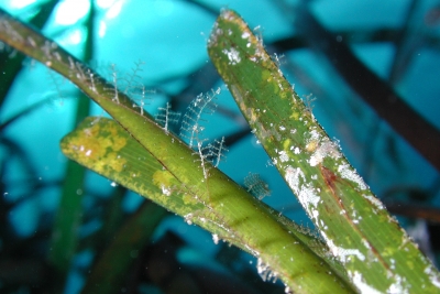 MedPosidonia