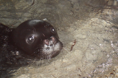 Accompagner le retour du phoque moine dans le sud de la Méditerranée