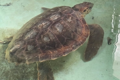 Atelier sous-régional sur le suivi de l’Indicateur commun 24 de l’IMAP sur les interactions entre les déchets marins et les tortues marines