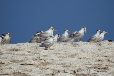 Child Project 3.1 – Soutien à la gestion et à l’expansion des aires marines protégées en Libye Child Project 3.1 – Soutien à la gestion et à l’expansion des aires marines protégées en Libye