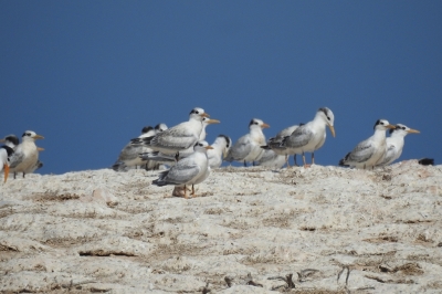 Child Project 3.1 – Management Support and Expansion of Marine Protected Areas in Libya Child Project 3.1 – Management Support and Expansion of Marine Protected Areas in Libya