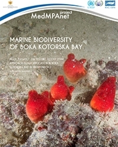 Marine biodiversity in Montenegro testing EcAp application in Boka Kotorska bay