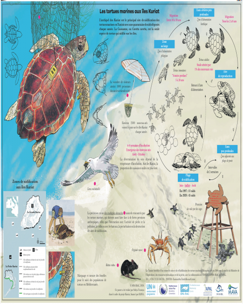 Les tortues marines aux îles Kuriat