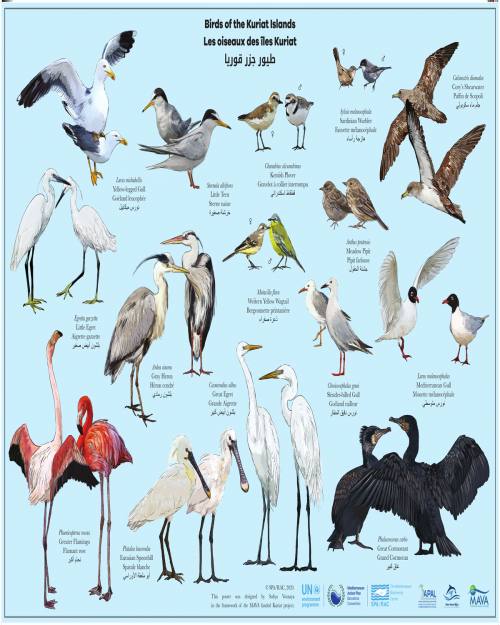 Birds of the Kuriat Islands  (2020)