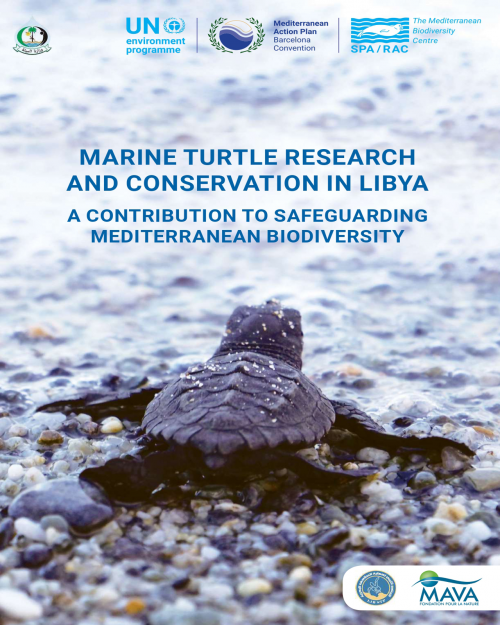 Recherche et conservation des tortues marines en Libye : une contribution à la sauvegarde de la biodiversité méditerranéenne