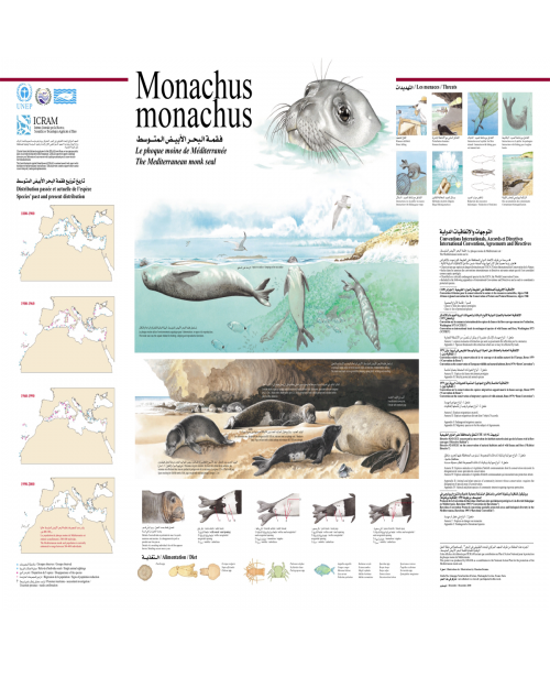 Poster on the Monk Seal in the Mediterranean