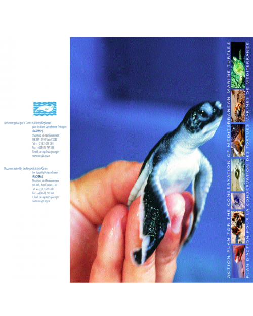 CDROM elaborated and diffused during the 26th International Symposium on marine turtles (Crete, Greece 2006)