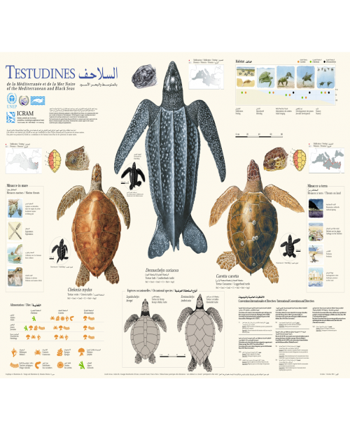 Poster on the marine turtles in the Mediterranean  