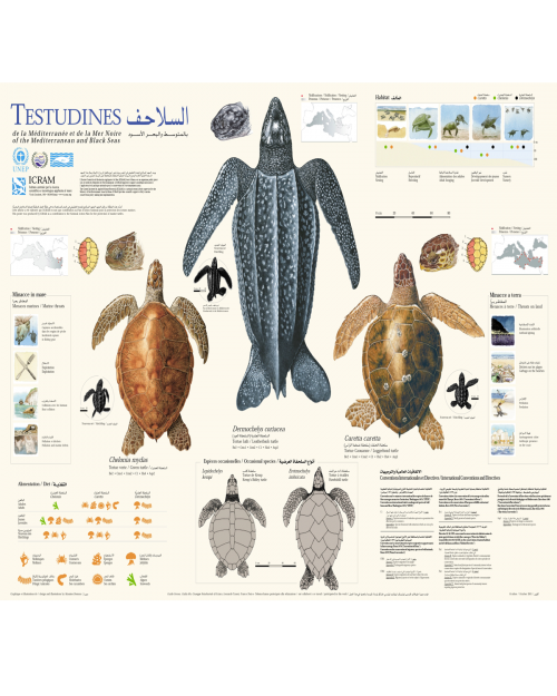 Poster sur les tortues marines de Méditerranée