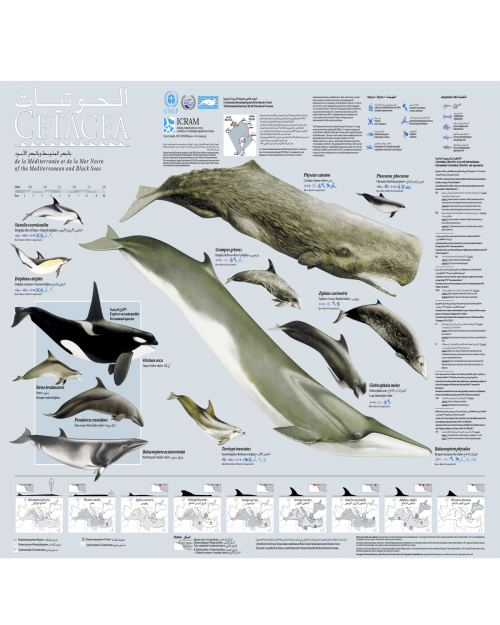 Poster on the cetaceans in the Mediterranean