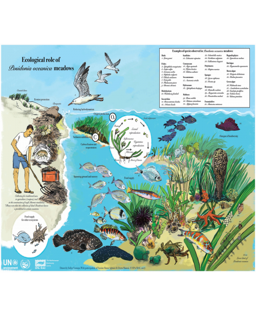 Ecological role of Posidonia oceanica meadows 