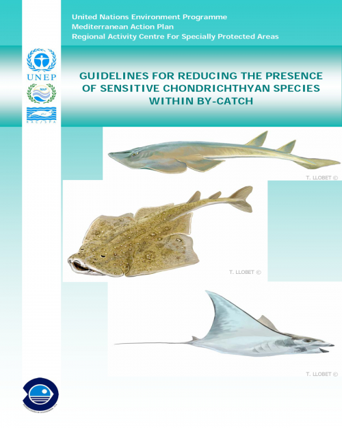 Guidelines for reducing the presence of sensitive Chondrichthyan species within by-catch