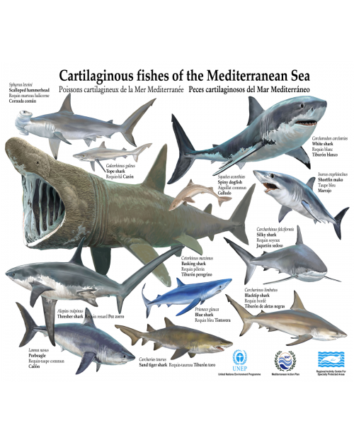 Poster I sur les poissons Cartilagineux de la Méditerranée