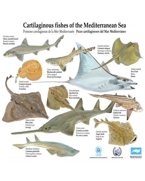 Poster II sur les poissons Cartilagineux de la Méditerranée