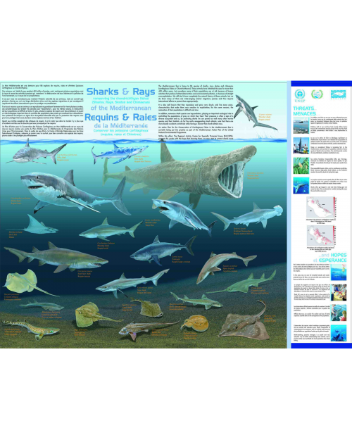 Poster sur les Requins et les Rayes