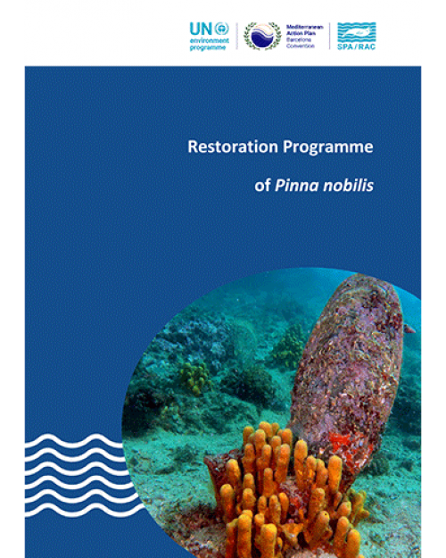 Restoration programme of Pinna nobilis