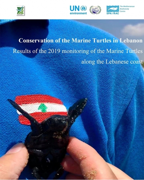 Conservation des tortues marines au Liban