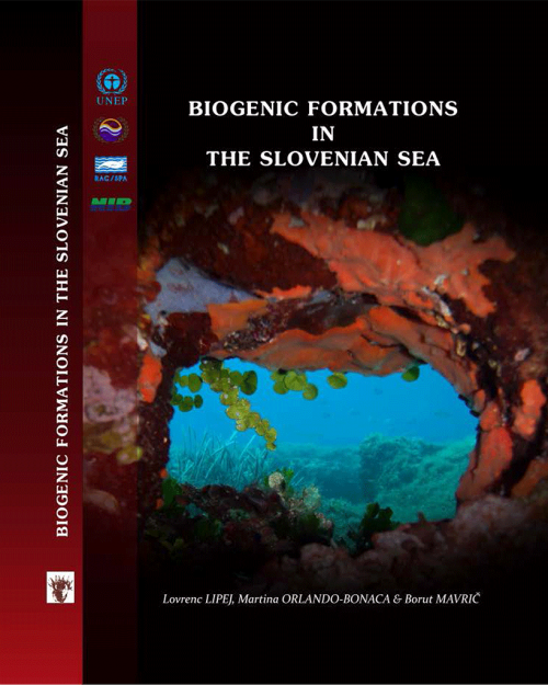 Biogenic formations in the Slovenian sea