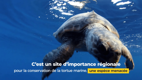 La conservation de la tortue marine en Tunisie
