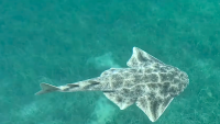 Adriatic shark <time>(05 September 2025)</time>