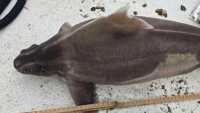Adriatic shark <time>(05 September 2025)</time>