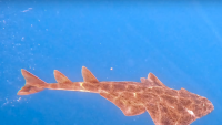 Adriatic shark <time>(05 September 2025)</time>