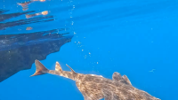 Adriatic shark <time>(05 September 2025)</time>