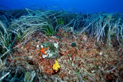 Appel à consultation pour le développement de l’Objectif écologique 6 sur l’intégrité des fonds marins