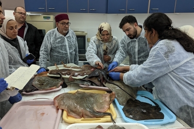 Appel à consultation pour organiser un atelier de formation sous-régional sur le suivi et l'identification des poissons cartilagineux