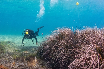 Appel à consultation concernant les éléments d'évaluation des habitats benthiques