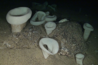 Call for Consultation: Updating the Guidelines for the Inventorying and Monitoring of Dark Habitats in the Mediterranean Sea Call for Consultation: Updating the Guidelines for the Inventorying and Monitoring of Dark Habitats in the Mediterranean Sea