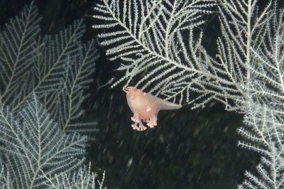 Call for Consultation: Detailed guidelines for effective management measures of dark habitats Call for Consultation: Detailed guidelines for effective management measures of dark habitats