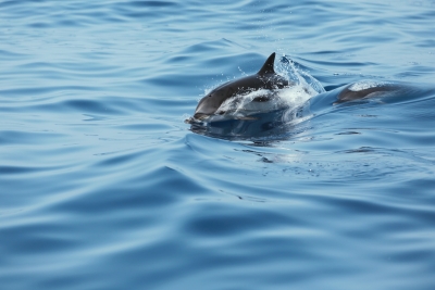 Call for Consultancy: Assessment and Update of the National Action Plan for the Conservation of Marine Mammals in Egyptian Mediterranean Waters Call for Consultancy: Assessment and Update of the National Action Plan for the Conservation of Marine Mammals in Egyptian Mediterranean Waters