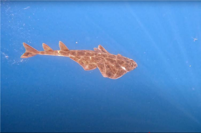 Support for the management and logistical coordination of the planned genetic study within the framework of the initiative “Assessment of the Status of Elasmobranch Species in Tunisia through Field Monitoring and Genetic Analysis” Support for the management and logistical coordination of the planned genetic study within the framework of the initiative “Assessment of the Status of Elasmobranch Species in Tunisia through Field Monitoring and Genetic Analysis”