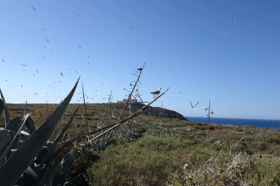 Call for Consultation: Assessment of Blue Economy Potential and Constraints in Algeria Call for Consultation: Assessment of Blue Economy Potential and Constraints in Algeria