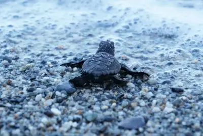 Conservation des espèces menacées