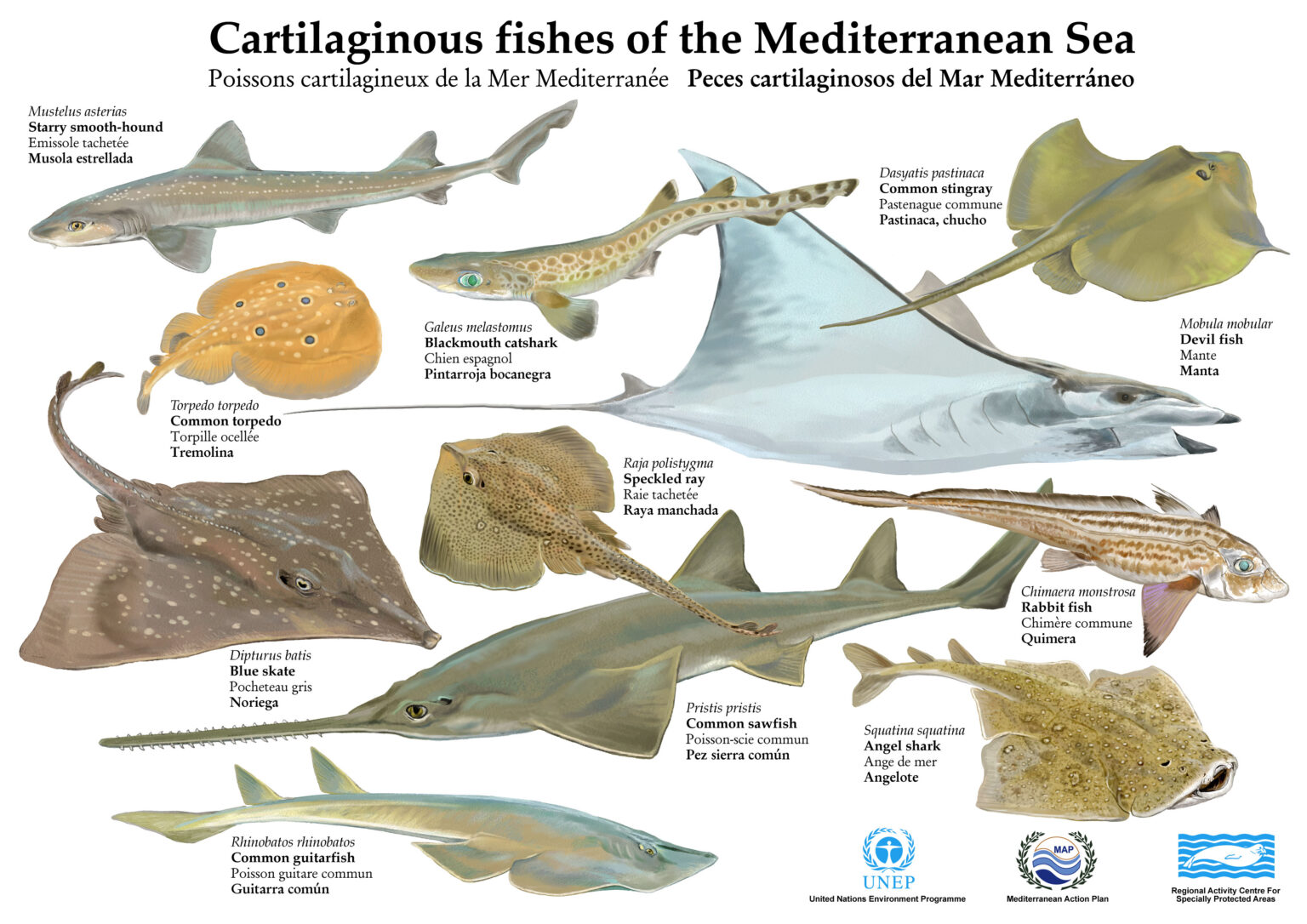 Action Plan for the Conservation of Cartilaginous Fishes ...